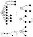 Fig. 40 - Methods for generating functional therapeutic B cells ex-vivo