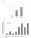 Fig. 06 - IgG type monoclonal antibodies specifically binding to odontoblast surface