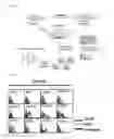 Fig. 07 - IgG type monoclonal antibodies specifically binding to odontoblast surface