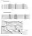 Fig. 08 - IgG type monoclonal antibodies specifically binding to odontoblast surface