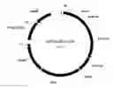 Fig. 01 - Processes to prepare elongated 2-ketoacids and C5-C10 compounds therefrom via genetic modifications to microbial metabolic pathways