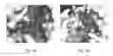 Fig. 06 - Recombinant polymerases for improved single molecule sequencing