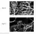Fig. 22 - Recombinant polymerases for improved single molecule sequencing
