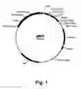 Fig. 02 - Methods for producing multiple recombinant polypeptides in a filamentous fungal host cell