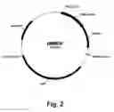 Fig. 03 - Methods for producing multiple recombinant polypeptides in a filamentous fungal host cell
