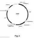 Fig. 04 - Methods for producing multiple recombinant polypeptides in a filamentous fungal host cell