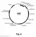 Fig. 07 - Methods for producing multiple recombinant polypeptides in a filamentous fungal host cell