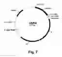 Fig. 08 - Methods for producing multiple recombinant polypeptides in a filamentous fungal host cell