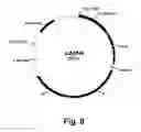 Fig. 09 - Methods for producing multiple recombinant polypeptides in a filamentous fungal host cell