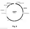 Fig. 10 - Methods for producing multiple recombinant polypeptides in a filamentous fungal host cell