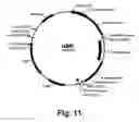 Fig. 12 - Methods for producing multiple recombinant polypeptides in a filamentous fungal host cell