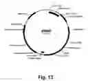 Fig. 14 - Methods for producing multiple recombinant polypeptides in a filamentous fungal host cell