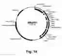 Fig. 15 - Methods for producing multiple recombinant polypeptides in a filamentous fungal host cell