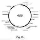 Fig. 16 - Methods for producing multiple recombinant polypeptides in a filamentous fungal host cell