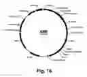 Fig. 17 - Methods for producing multiple recombinant polypeptides in a filamentous fungal host cell