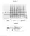 Fig. 02 - Genes with codon mutations encoding xylanase