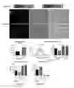 Fig. 06 - Recombinant virus products and methods for inhibition of expression of myotilin