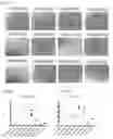 Fig. 35 - C/EBPα short activating RNA compositions and methods of use