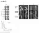 Fig. 44 - Methods and compositions for increasing efficiency of targeted gene modification using oligonucleotide-mediated gene repair