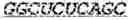 Fig. 08 - Multimeric coding nucleic acid and uses thereof