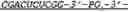 Fig. 09 - Multimeric coding nucleic acid and uses thereof