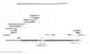 Fig. 01 - Recombinant HVT vectors expressing multiple antigens of avian pathogens and uses thereof