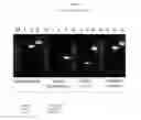 Fig. 09 - Recombinant HVT vectors expressing multiple antigens of avian pathogens and uses thereof