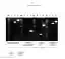 Fig. 12 - Recombinant HVT vectors expressing multiple antigens of avian pathogens and uses thereof