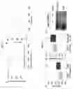 Fig. 11 - Compositions and methods for diagnosing and treating arrhythmias