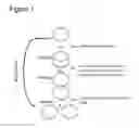 Fig. 02 - Method of amplifying circular DNA