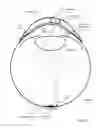 Fig. 02 - Contact lens with retinal camera