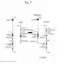 Fig. 08 - Human antibody-producing non-human animal and method for preparing human antibodies using same