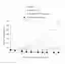 Fig. 01 - Combination comprising EP4 antagonist and immune checkpoint inhibitor
