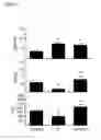 Fig. 09 - Compositions and methods for treating and preventing venom related poisoning