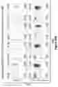 Fig. 131 - Chimeric antigen receptor (CAR) targeting multiple antigens, compositions and methods of use thereof