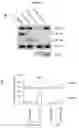 Fig. 08 - USES OF HYPOXIA-INDUCIBLE FACTOR INHIBITORS