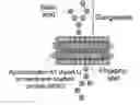 Fig. 01 - Pharmaceutical composition comprising nanoperforator for preventing or treating viral infectious diseases