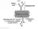 Fig. 02 - Pharmaceutical composition comprising nanoperforator for preventing or treating viral infectious diseases