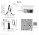 Fig. 04 - Pharmaceutical composition comprising nanoperforator for preventing or treating viral infectious diseases