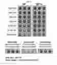 Fig. 06 - Pharmaceutical composition comprising nanoperforator for preventing or treating viral infectious diseases