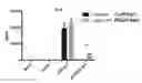 Fig. 01 - Mesenchymal stem cells expressing anti-inflammatory cytokines and methods of use
