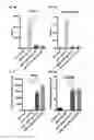 Fig. 09 - Mesenchymal stem cells expressing anti-inflammatory cytokines and methods of use