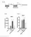Fig. 11 - Mesenchymal stem cells expressing anti-inflammatory cytokines and methods of use