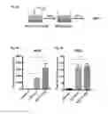 Fig. 19 - Mesenchymal stem cells expressing anti-inflammatory cytokines and methods of use