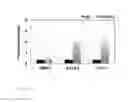 Fig. 07 - CTB-PI polyamide conjugate for activating expression of specific gene