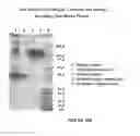 Fig. 15 - Method for Obtaining Aptamers