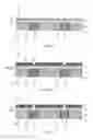 Fig. 22 - THROUGH ELECTRODE SUBSTRATE AND MOUNTING SUBSTRATE