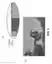 Fig. 02 - Embedding video watermarks without visible impairments