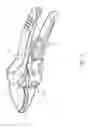 Fig. 02 - GARDENING SHEAR