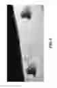 Fig. 09 - Elongated Tissue Matrices